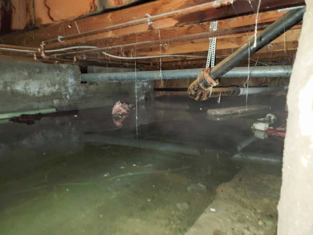 Best Flood restoration services  in Lindenhurst, IL